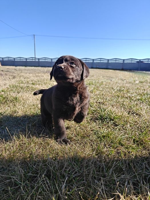 Labrador czekoladowy suka