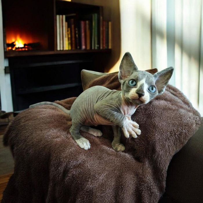 Уникальный малыш Канадик