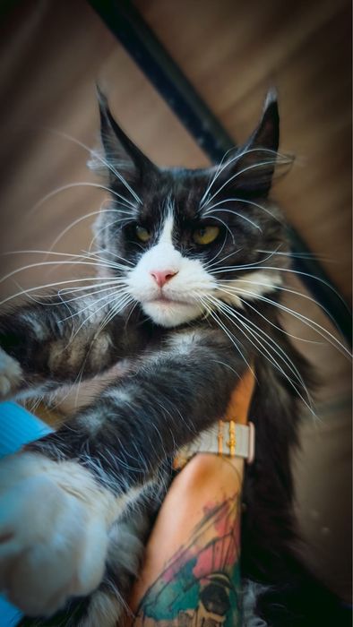 Piekna 1,5 roczna kotka maine coon