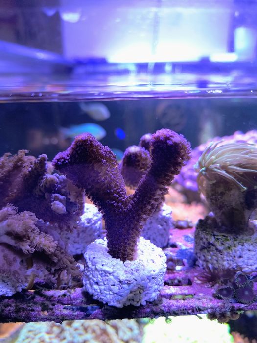 Rhodactis, sinularia,  euphylia, lobopython, capnella, zoanthus