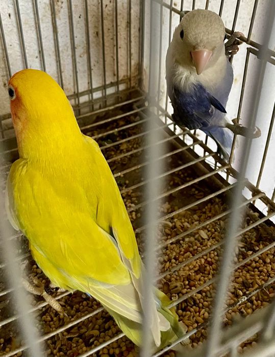 Aves para venda