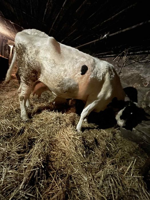 Krowy mleczne na sprzedaż