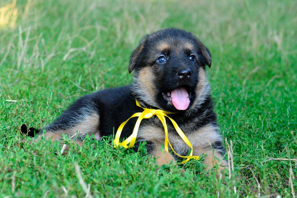 Цуценята німецької вівчарки з чудовим походженням! Кобелі та суки!