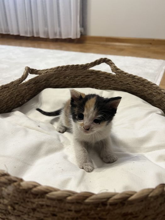 Віддам кошеня в добрі руки