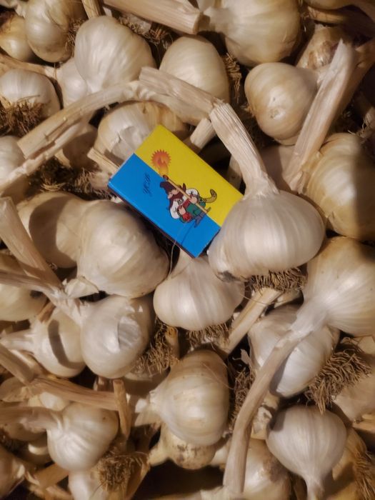 Домашній часник ярий