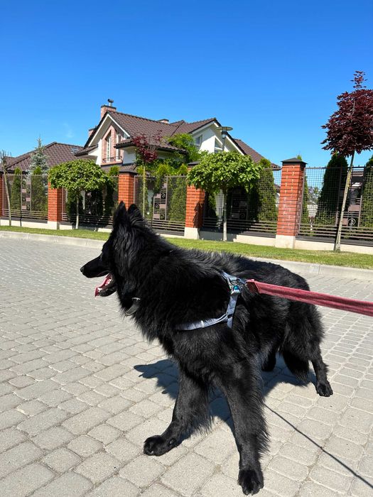Кобель чорна довгошерста німецька вівчарка