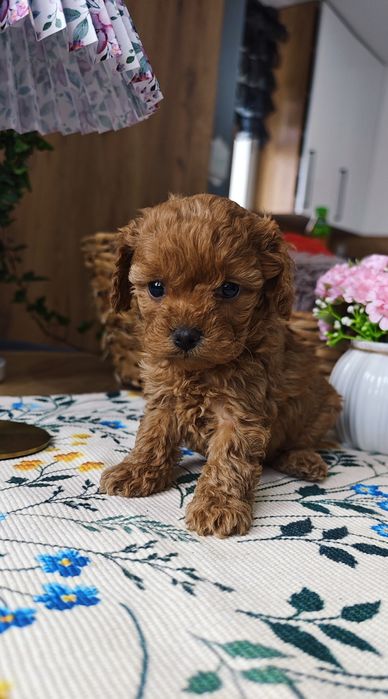 REZERWACJA**Cavapoo** cudowna dziewczynka !
