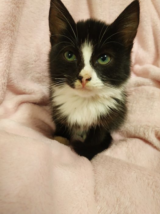 Отдаю кошечку в хорошие руки