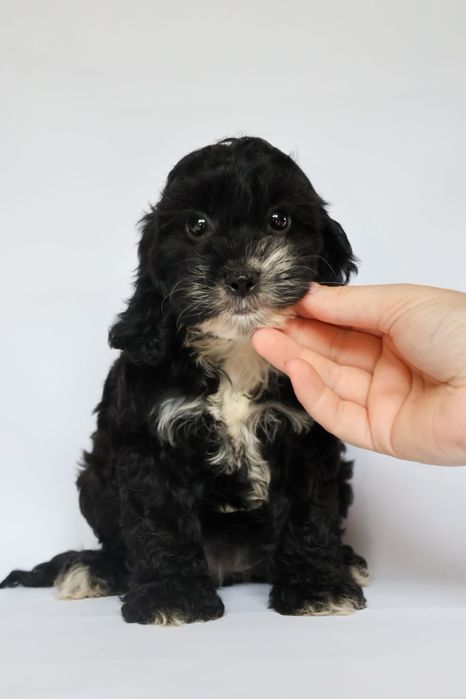 Cavapoo F1 suczka Maja czarno biała