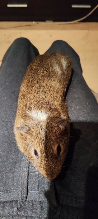 Świnka morska (kapi)