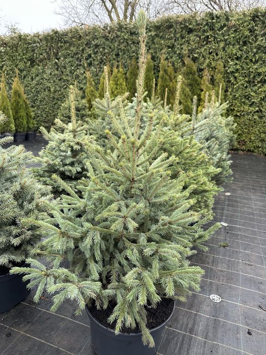 Ялинка, ялинка новорічна , ялинка Кейбаб, жива ялинка, йолка