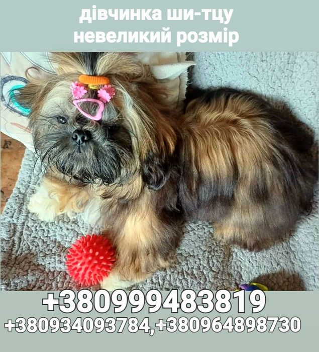 Ши-тцу- фото сьогодні дівчинкі.