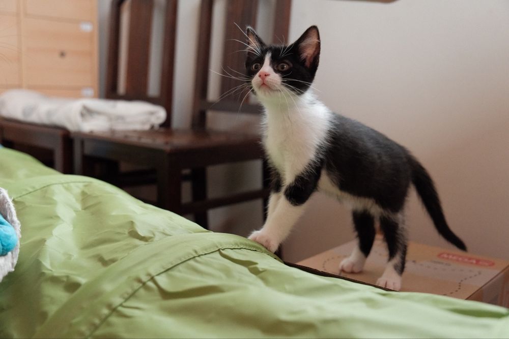 Gatinha para adoção