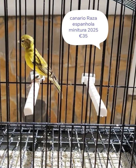 Canarios espanholitos miniatura 2025