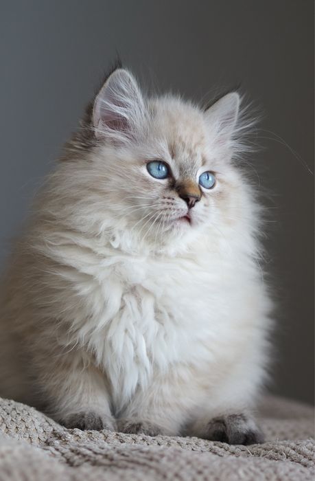 Kotka neva masquerade, kot syberyjski