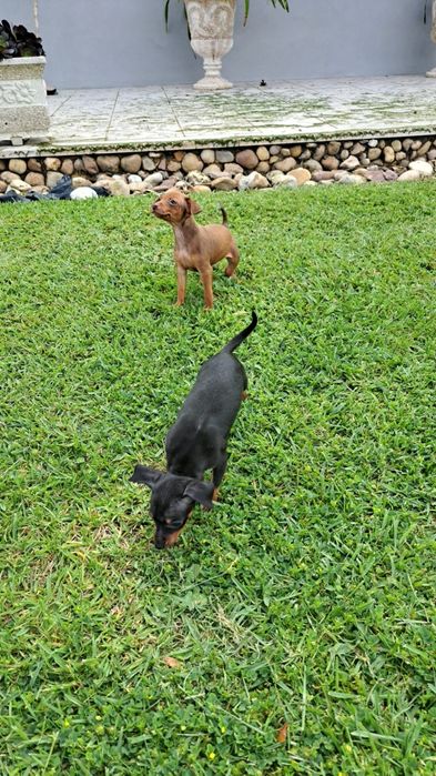 Pinscher macho preto afogueado