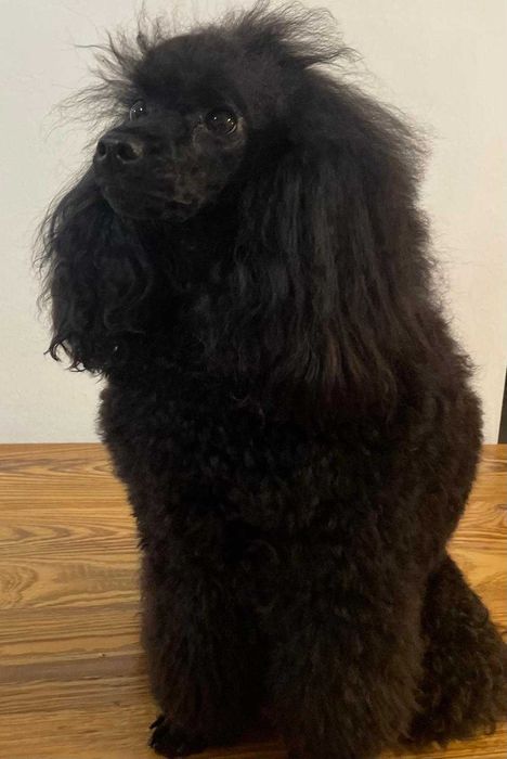 Maltipoo - rozmiar S,  piesek gotowy do odbioru