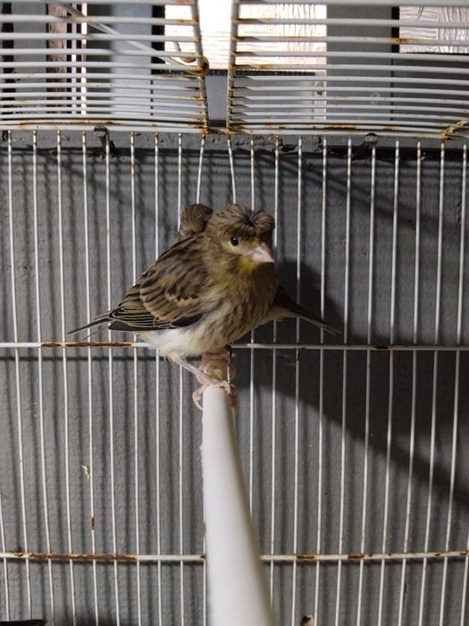 Mistura de Canário belga com canário goldster