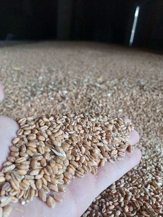 Pszenica ozima zbiór 2025