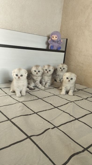 Ніжні кошенята шотландської породи
