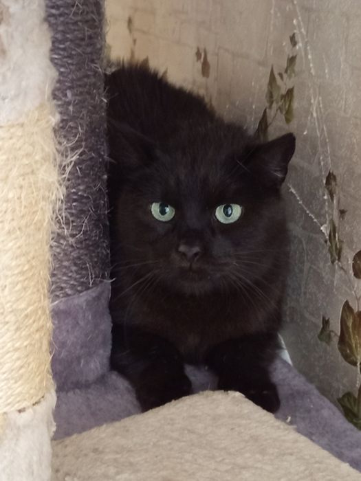 Kocurek Nergal czeka na swoją szansę