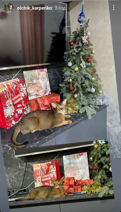 Абісинські кошенята