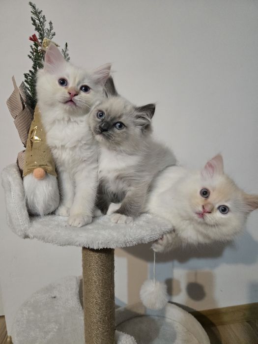 OSTATNI Kocurek Ragdoll FPL