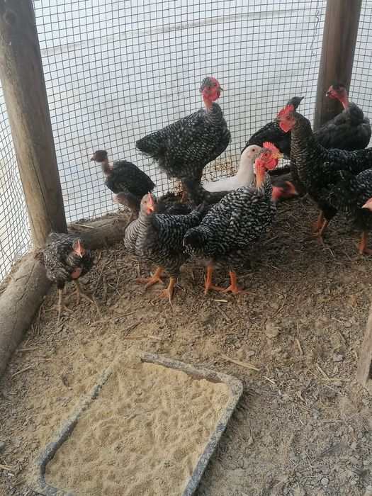 Frangas E frangos de raça pedrês e arraçados já..