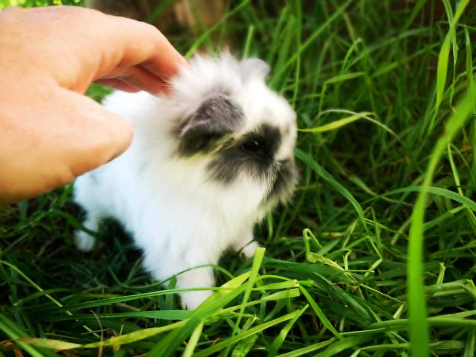 Mini Lop Królik Miniaturka baranek - jak pluszak