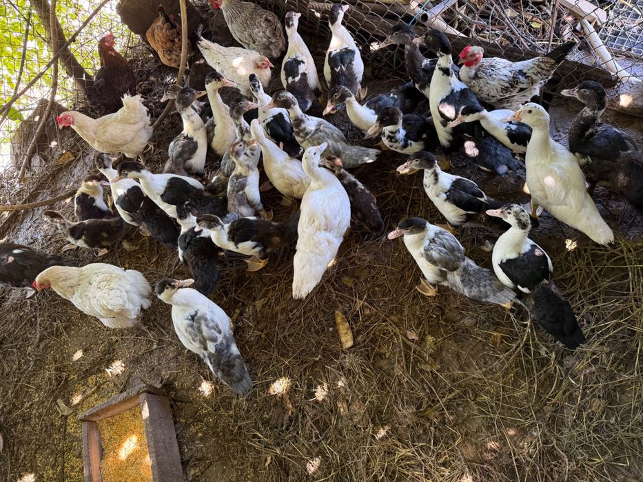 Patos mudos para ceder