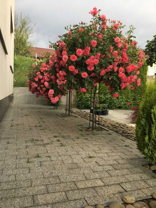 Опора для штамбових троянд. Висота 160 см. см.