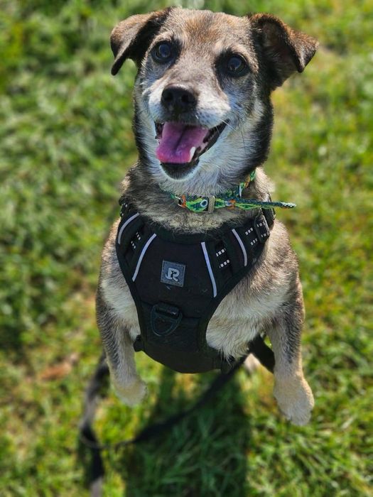 Nemo – mały, łagodny piesek po przejściach szuka domu. Adopcja!