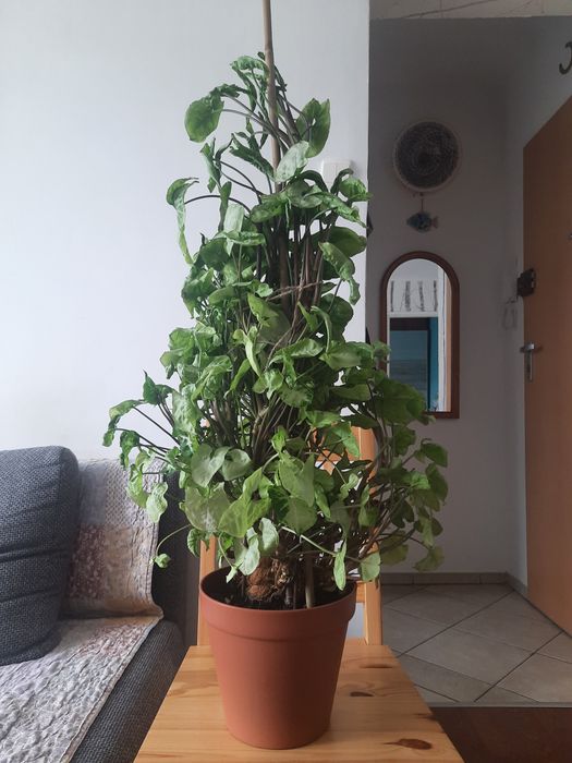 Metrowe syngonium
