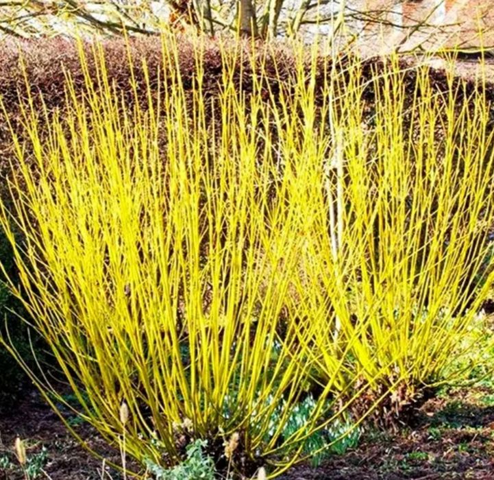 Дерен Флавірамеа