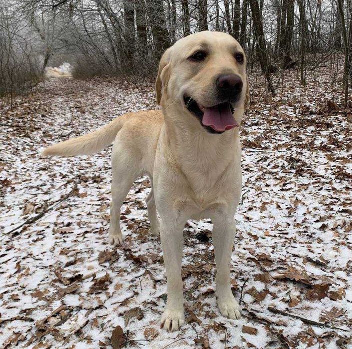В"язка,Палевий Лабрадор Ретрівер