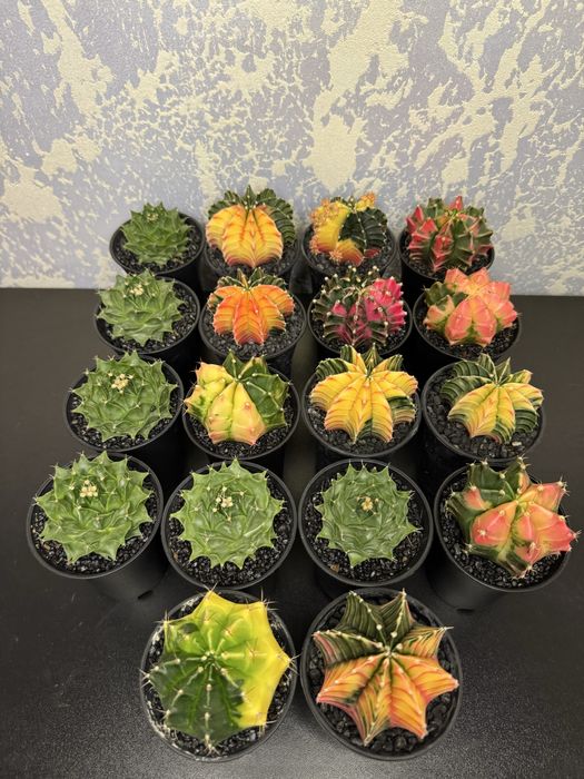 Астрофітум  cactus variegata cereus Astrophytum asterias