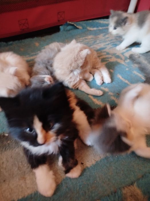 Kotka norweska -do rezerwacji