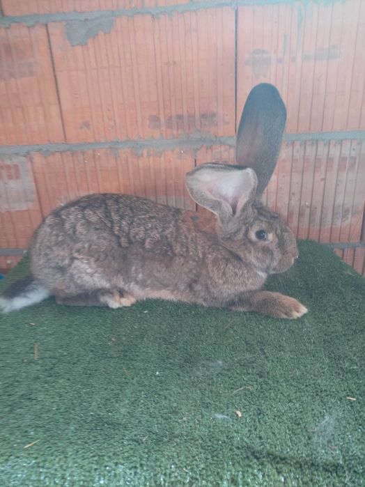 Belgijski Olbrzym Szary samiczki 3 miesiące!