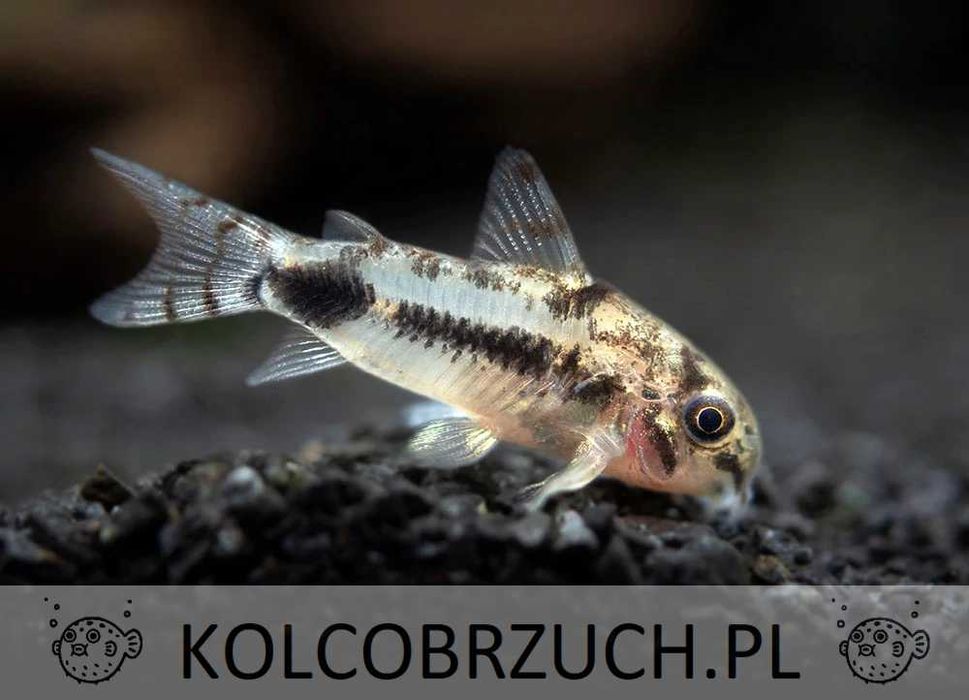 Kirysek malutki - Kirys miniaturowy - Corydoras habrosus - dowóz