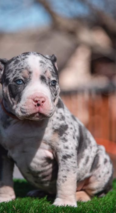 Буллі в Неймовірних Окрасах - Тільки в SAPPHIRE KINGDOM!