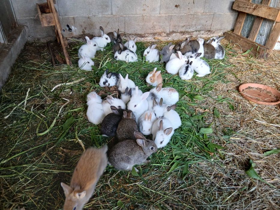 Coelhos lindos anões