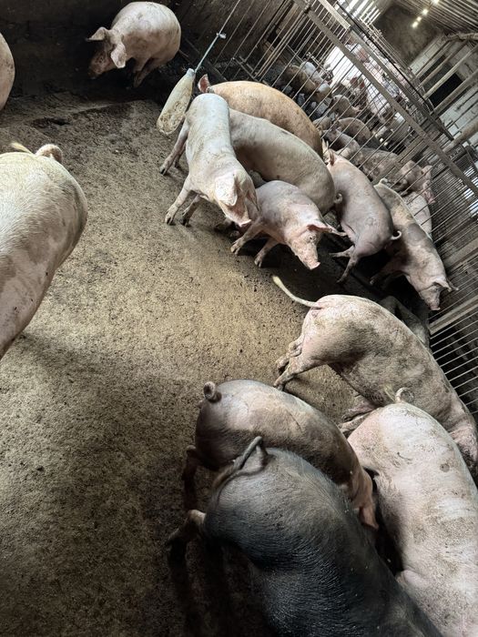 Продам свиней живой вес и закол