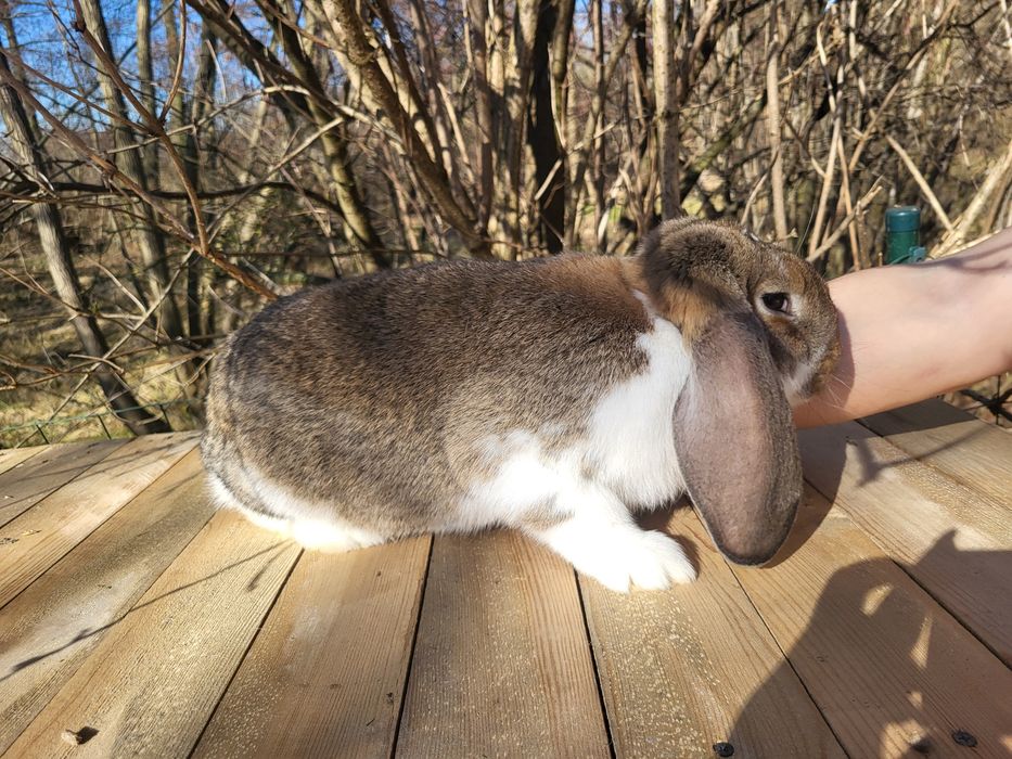 Królik baran francuski