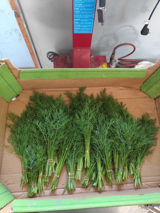 Świeży koper pęczki !