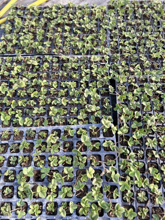 Саджанці полуниці