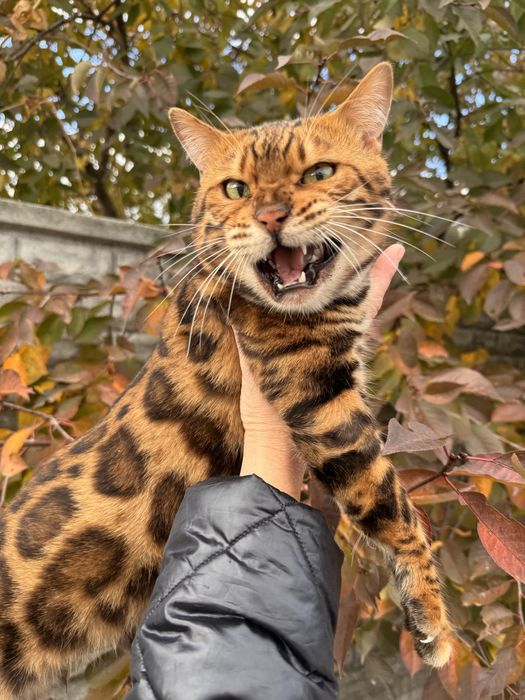 Бенгальский кот бенгал вязка