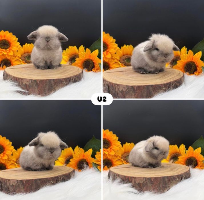 Kroliczek Mini Lop