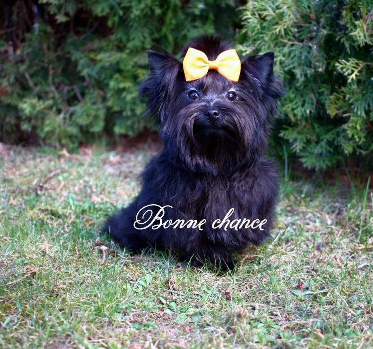Yorkshire terrier black sunia