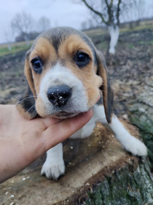 Продам щенків бігля.