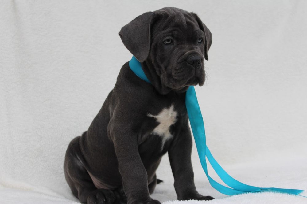 Милі цуценята кане корсо